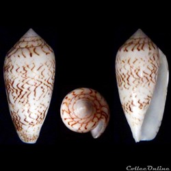 Cylindrus vaulber  (Lorenz, 2012)