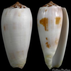 Pionoconus subfloridus (da Motta, 1985)
