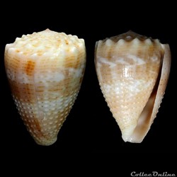 Virroconus (Miliariconus) miliaris (Hwass, 1792)