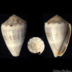 Virroconus aristophanes (Sowerby II, 1857)