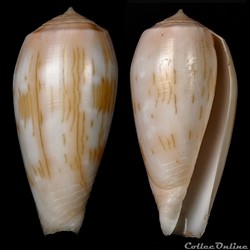 Textilia Julii (Liénard, 1870)