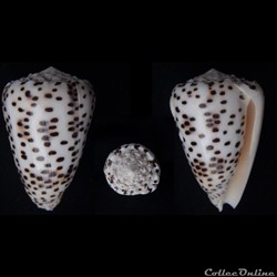 Puncticulis pulicarius (Hwass in Bruguière, 1792)