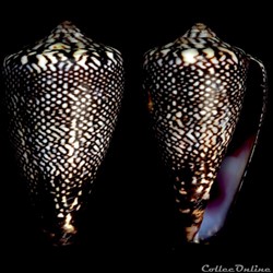 Lautoconus (Africonus) delanoyae (Trovão, 1979)