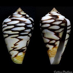 Lautoconus (Lautoconus) mercator (Linnaeus, 1758)