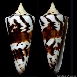 Strategoconus (Strategoconus) generalis (Linnaeus, 1767)