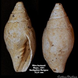 Mitra basteroti , Mayer 1891