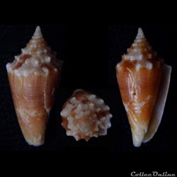 Stephanoconus (Taranteconus) polongimarumai (Kosuge, 1980)
