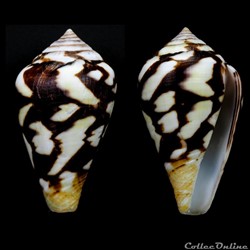 Lautoconus (Lautoconus) mercator (Linnaeus, 1758)