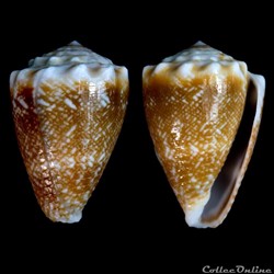 Virroconus (Miliariconus) fulgetrum (Sowerby I & II, 1834)