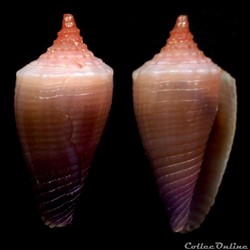 Conasprella articulata (Sowerby II, 1873)