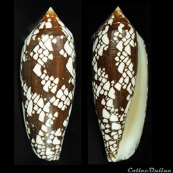 Darioconus aulicus (Linnaeus, 1758)