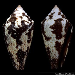 Tenorioconus curassaviensis (Hwass in Bruguière, 1792)