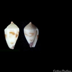 Harmoniconus ceylanensis (Hwass in Bruguière, 1792)
