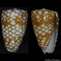 Eugeniconus cordigera (Sowerby II, 1866)