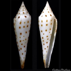 Dalliconus mazei (Deshayes, 1874)