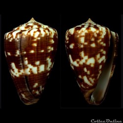 Kalloconus (Kalloconus) venulatus (Hwass in Bruguière, 1792)