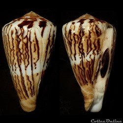 Rhizoconus vexillum sumatrensis (Hwass in Bruguière, 1792)