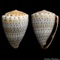 Virroconus (Miliariconus) abbreviatus (Reeve, 1843)