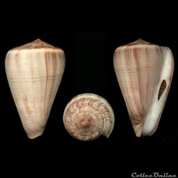 Dendroconus loroisii (Kiener, 1845)