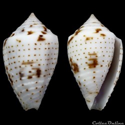 Ximeniconus (Perplexiconus) puncticulatus cardonensis (Vink, 1990)