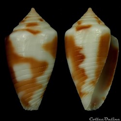 Ximeniconus (Jaspidiconus) roatanensis Petuch & Sargent, 2011