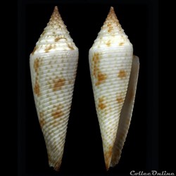 Fusiconus (Fusiconus) hopwoodi (Tomlin, 1937)