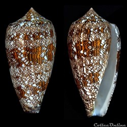 Cylindrus textile (Linnaeus, 1758)