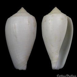 Cylindrus victoriae (Reeve, 1843)