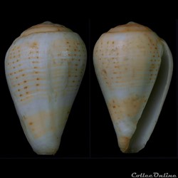 Lautoconus (Varioconus) lineopunctatus (Kaicher, 1976)