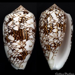 Cylindrus archiepiscopus f. verriculum (Reeve, 1843)