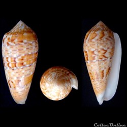 Textilia (Textilia) dusaveli (H. Adams, 1872)