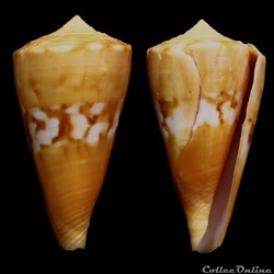 Dauciconus (Dauciconus) riosi (Petuch, 1986)