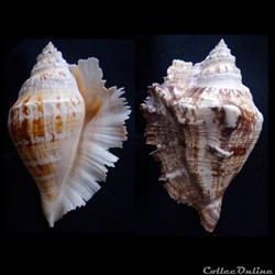 Lambis lambis (Linnaeus, 1758)