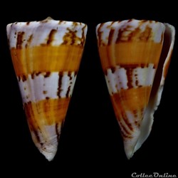 Kioconus (Kioconus) sukhadwalai (Röckel & da Mo a, 1983)