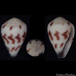 Harmoniconus sponsalis (Hwass in Bruguière, 1792)