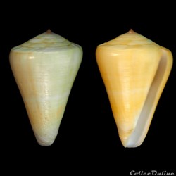 Lividoconus (Calamiconus) quercinus (Hwass in Bruguière, 1792)