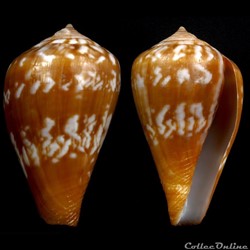 Lautoconus (Lautoconus) trencarti (Nolf & Verstraeten, 2008)