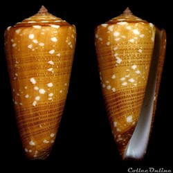 Eugeniconus victor victor (Broderip, 1842)