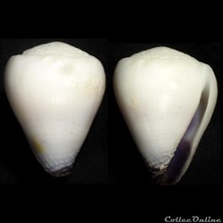 Harmoniconus nanus (Sowerby I & II, 1833)