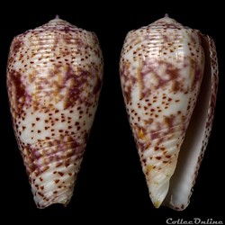 Textilia (Textilia) adamsonii (Broderip, 1836)