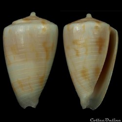 Quasiconus tuticorinensis (Röckel & Korn, 1990)