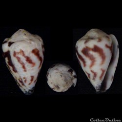 Harmoniconus sponsalis (Hwass in Bruguière, 1792)