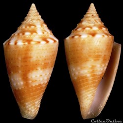 Jaspidiconus kellyae Petuch, Berschauer & Poremski, 2017.