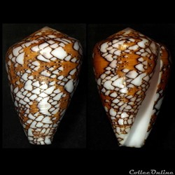 Darioconus behelokensis (Lauer, 1989)