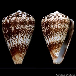 Lautoconus (Africonus) cuneolus (Reeve, 1844)