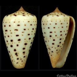 Dendroconus betulinus (Linnaeus, 1758)