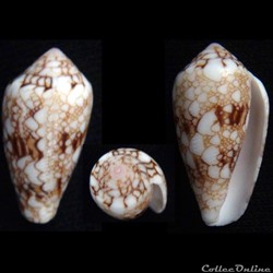 Cylindrus canonicus (Hwass, 1792)