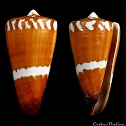 Strategoconus (Vituliconus) litoglyphus (Hwass in Bruguière, 1792)