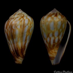 Lautoconus (Varioconus) allaryi (Bozzetti , 2008)