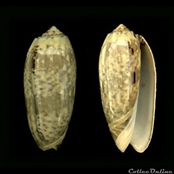 Miniaceoliva miniacea (Röding, 1798)